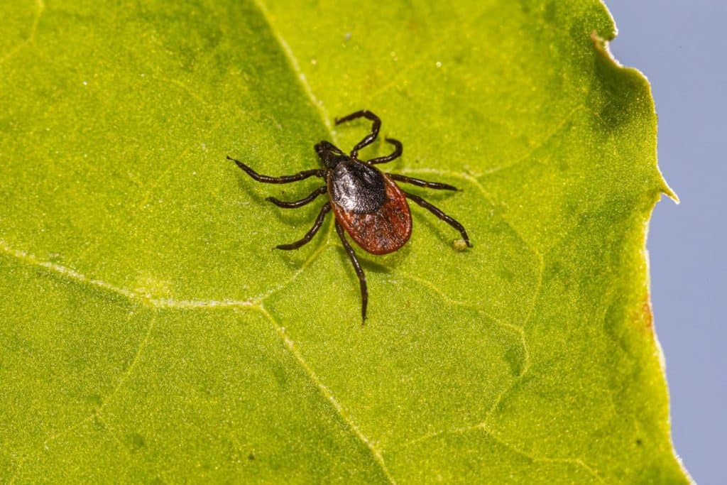Zoom sur la Maladie de Lyme - Jean-Pierre Willem