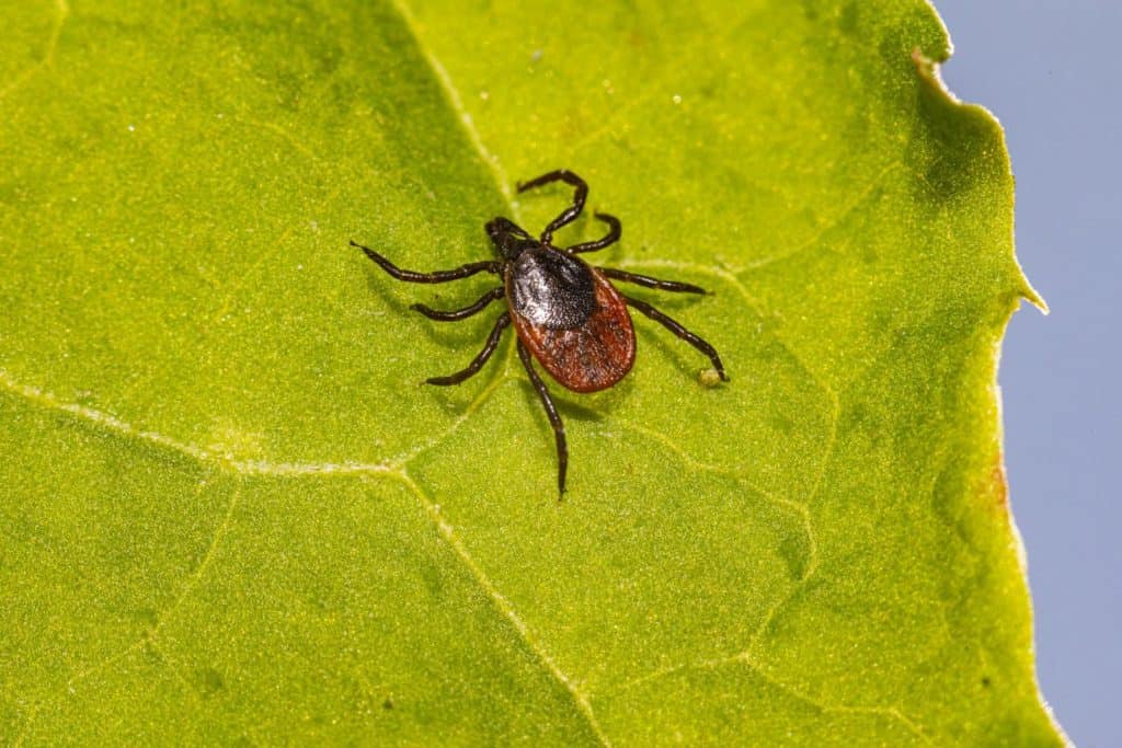 Zoom sur la Maladie de Lyme - Jean-Pierre Willem