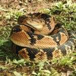 Lachesis (Lachesis Mutus)