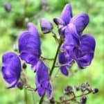 Aconite (Aconitum napellus)