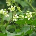 Bryonia (Bryonia alba)