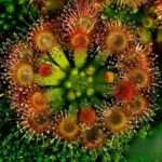 Drosera (Drosera rotundifolia)
