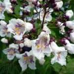 Euphrasia (Euphrasia officinalis)