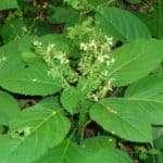 Antim tart (Antimonium Tartaricum)