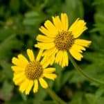 Arnica
