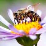 Apis mel (Apis mellifera)