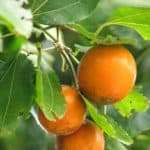 Ignatia (Strychnos ignatii)