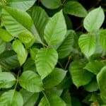 Rhus tox (Toxicodendron radicans)