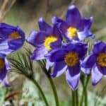 Pulsatilla (Pulsatilla pratensis)