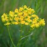 Ruta (Ruta graveolens)