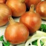 Allium cepa (oignon)