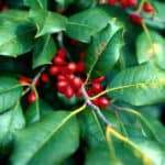 Cocculus (Cocculus Indicus)