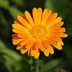 Calendula