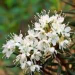 Ledum (Ledum Palustre)