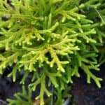 Lycopodium (Lycopodium Clavatum)