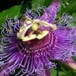Passiflora co (Passiflora Incarnata)