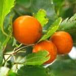 Nux vom (Strychnos nux-vomica)