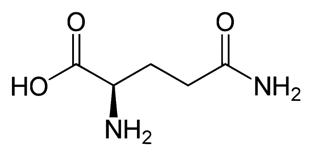Glutamine acides aminés