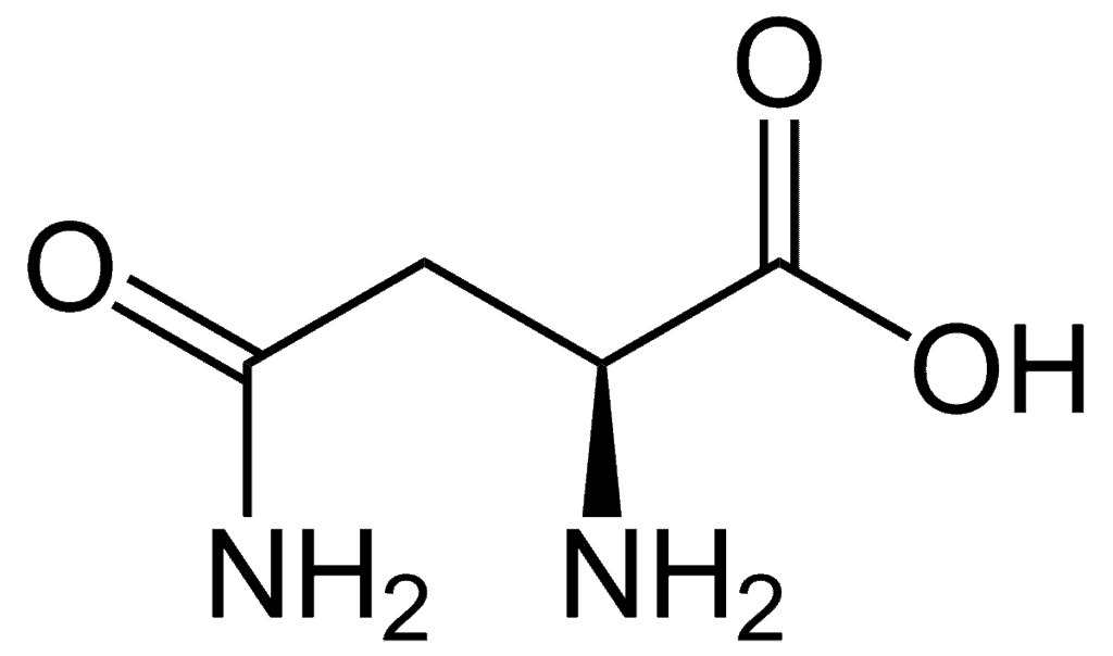 Asparagine