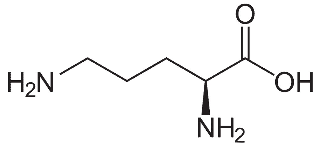 Ornithine