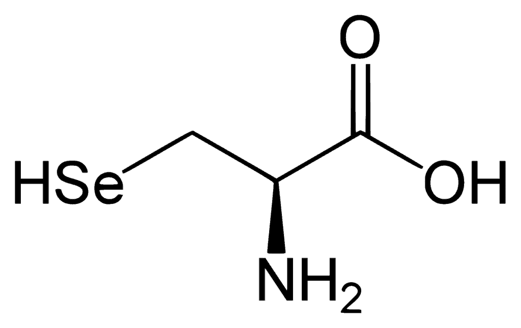 Sélénocystéine