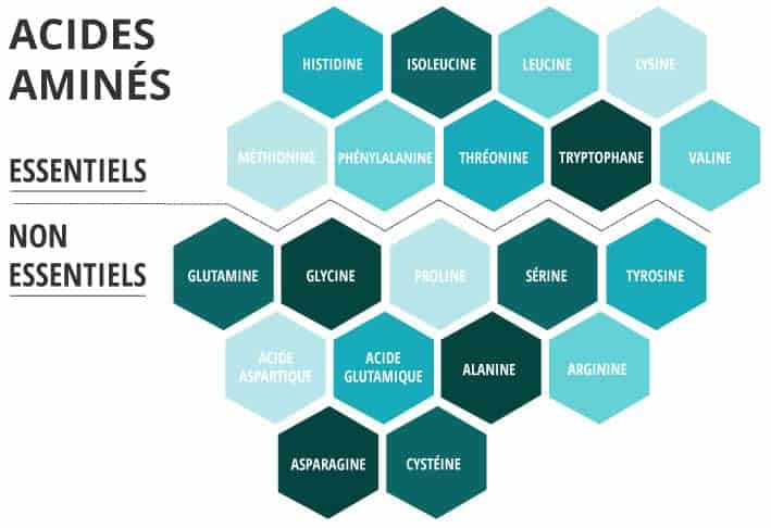 Que sont les acides aminés essentiels?